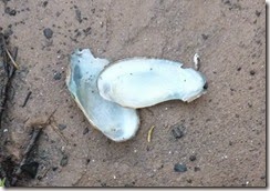 19 mussel shells