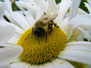 Manfaat Bee Pollen