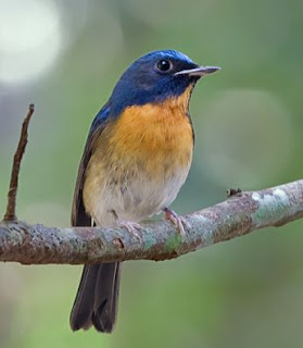 Suara burung 2 jenis sikatan luar negeri mantap tenan