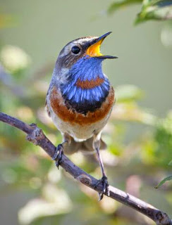 bird song bluethroat