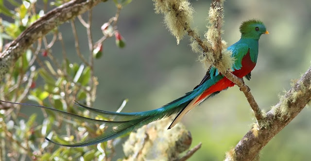 Quetzal