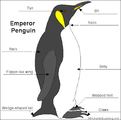 Emperor Penguin
