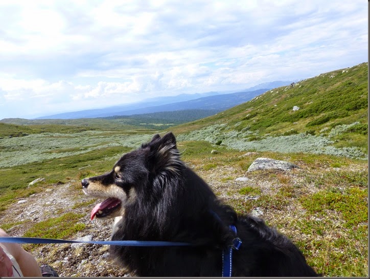 Golsfjellet 123