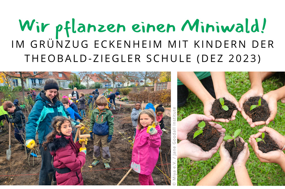 Wir pflanzen einen Miniwald! Im Grünzug Eckenheim mit Kindern der Theobald-Ziegler Schule (Dez 2023)