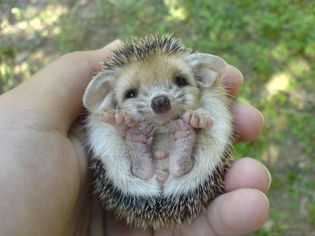 Baby%2BHedgehog