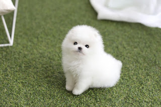 teacup pomeranian for sale