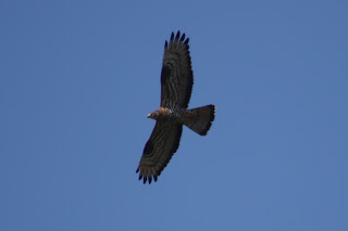 Adult Female Honey Buzzard