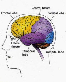brain_lobes