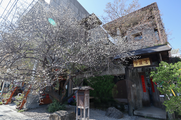 台中大里|IBS菩薩寺|清水模綠建築|隱身在都市中的現代化寺廟|維摩舍|半畝塘