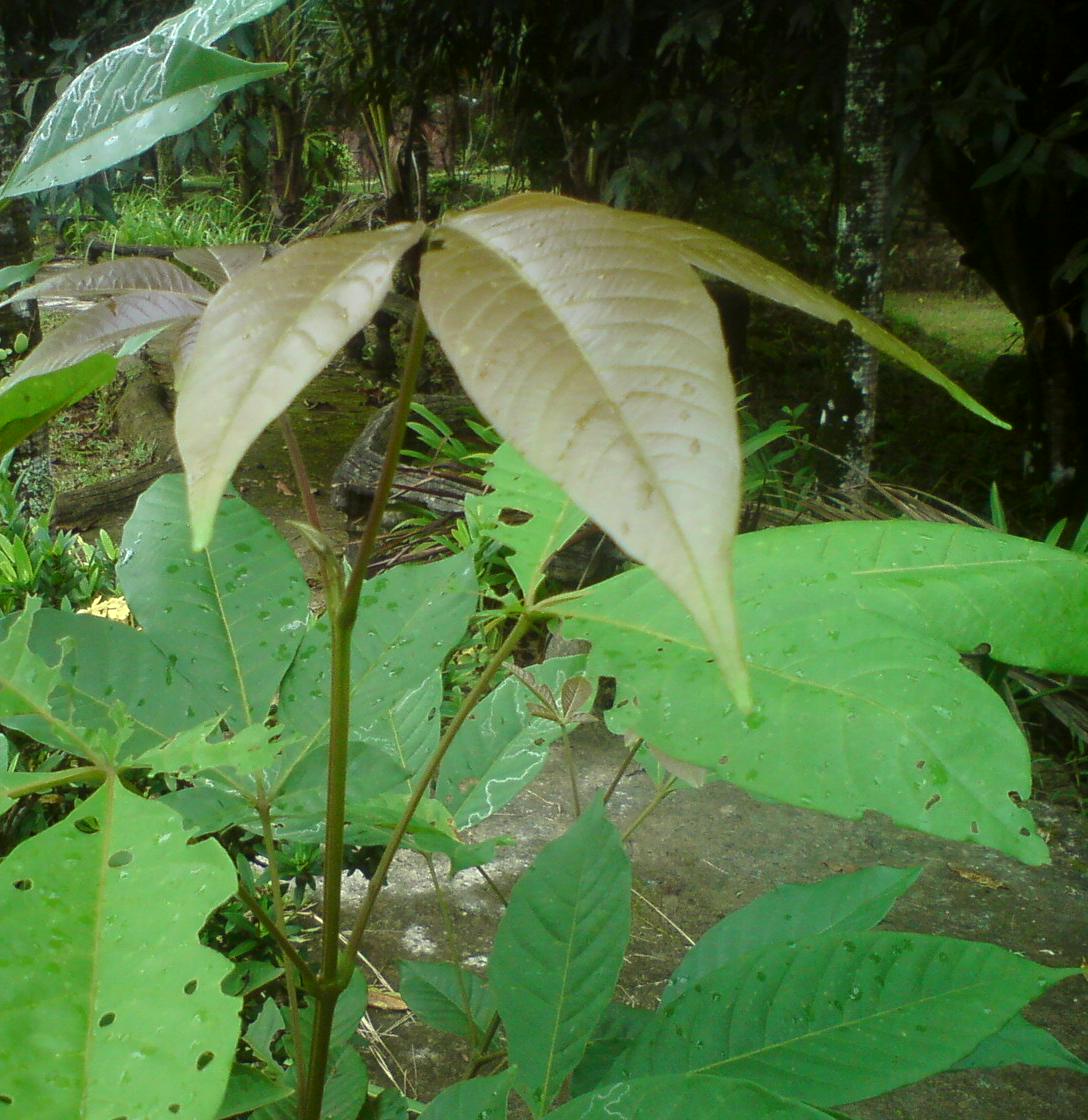  pokok herba  bunga ulaman dan segala jenis tumbuhan 