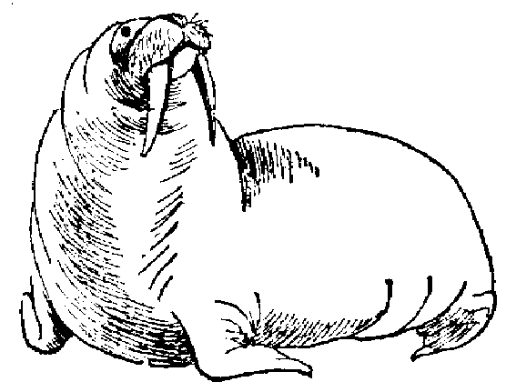 Download 12 Free Animal Walrus Coloring Sheet For Kids