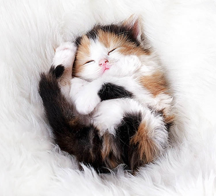 20 Pictures of Cutest Kittens in the World