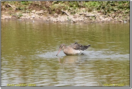 Slimbridge WWT - August