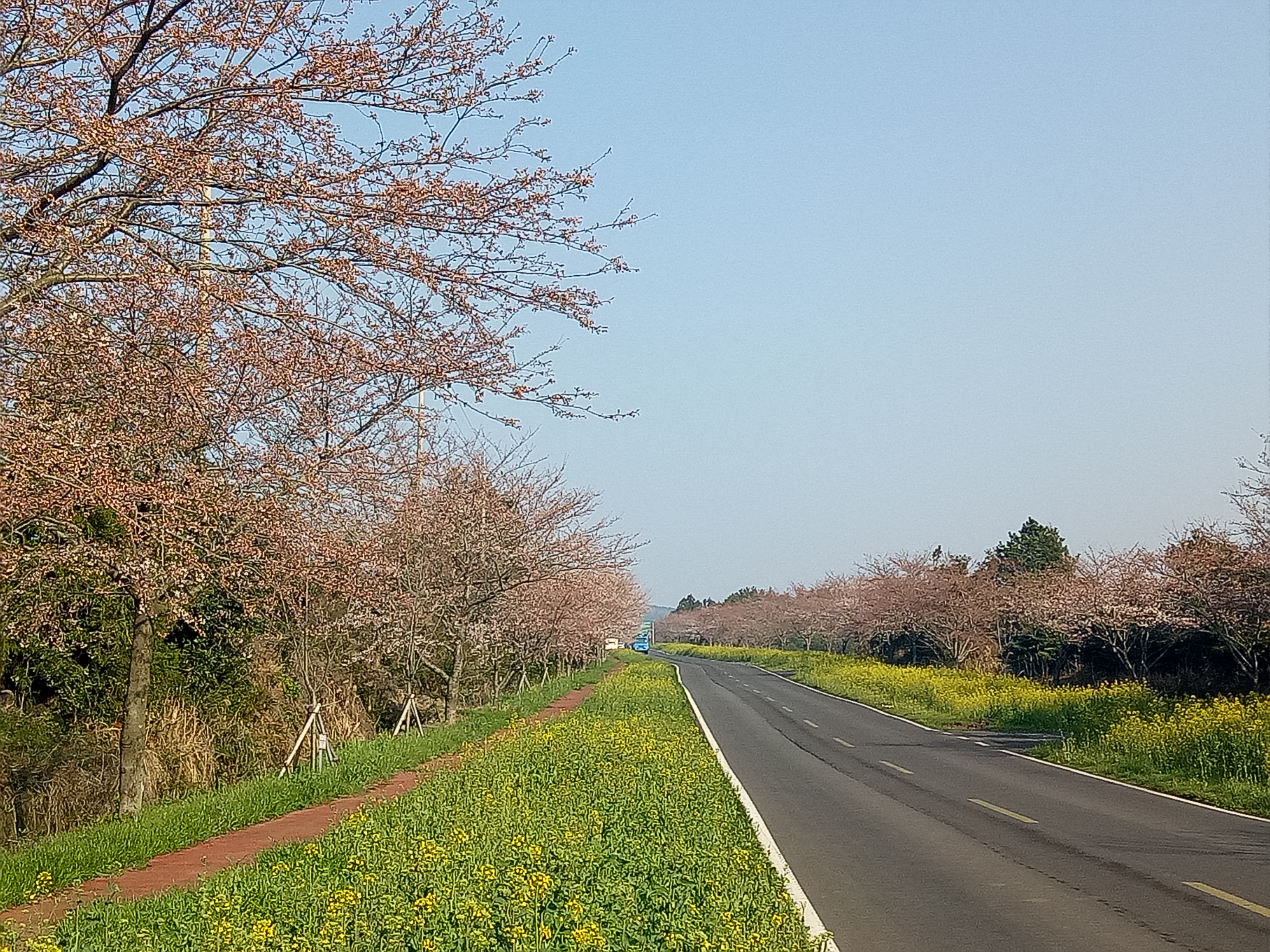 Travelog Jeju, Spring : Noksan-ro Dan Jeju University