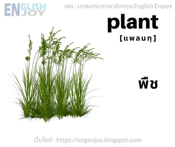 คําศัพท์ภาษาอังกฤษ ผัก - Plant  (พืช)_Vegetables