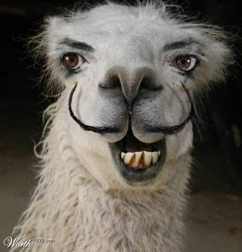 Download Llama A Funniest Animal - Pets Cute and Docile
