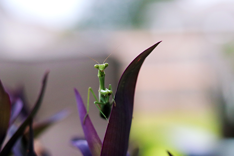 Praying Mantis