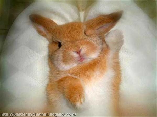 Funny bunny
