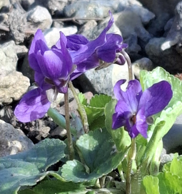 A cluster of small purple violet flowers
