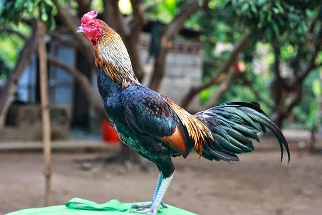 7 Jenis Ayam Aduan Terbaik yang Wajib Anda Miliki