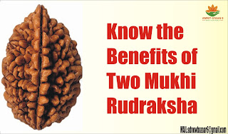 Know the Benefits of Two Mukhi Rudraksha