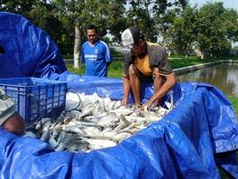 perikanan ikan bandeng air tawar: Budidaya Ikan Bandeng Air Tawar