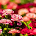 Feira de Flores de Holambra retorna a Manaus com mais de 200 tipos de flores em exposição