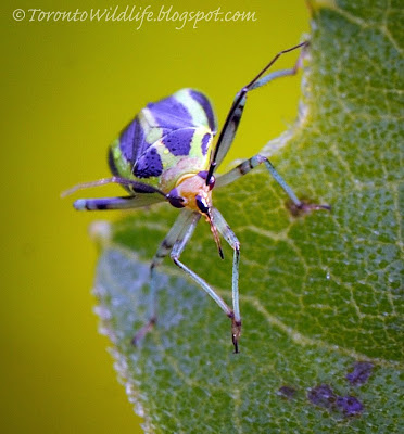 Head on view of Four Lined Leaf Bug, Robert Rafton