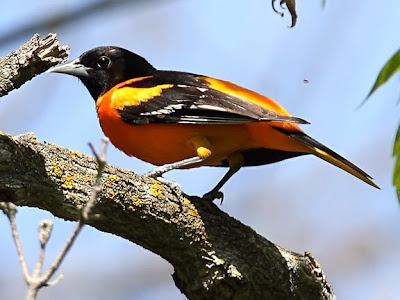 Baltimore Oriole