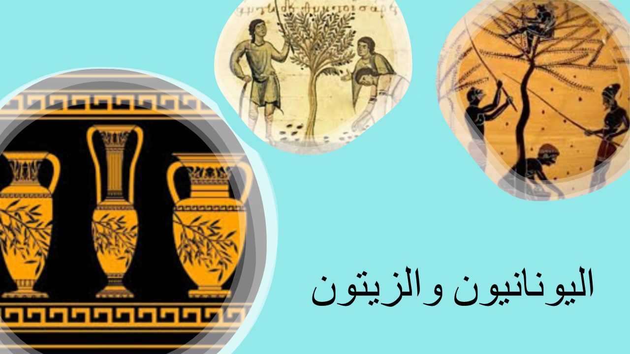 اليونانيون والزيتون