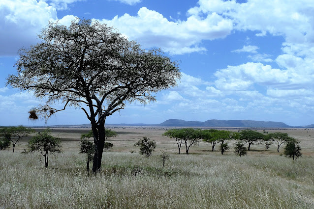 Hutan Sabana