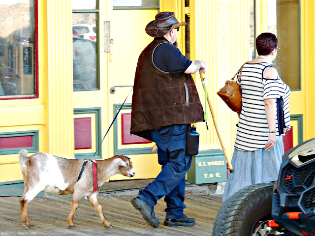 Cabra como Mascota en Virginia City, Nevada