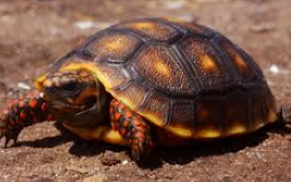 Red-footed Tortoise (Chelonoidis carbonaria)