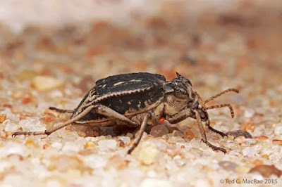 coleopteros de la ecorregion monte