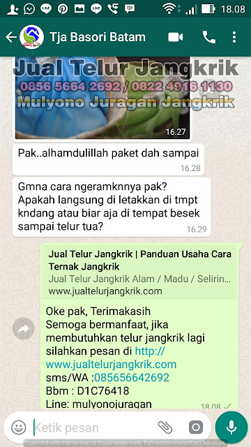 budidaya jangkrik, cara beternak jangkrik, cara budidaya jangkrik, cara ternak jangkrik, jual telur jangkrik, ternak jangkrik