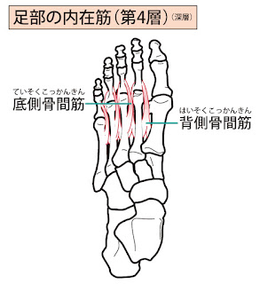 足底筋群のイラスト（第四層）