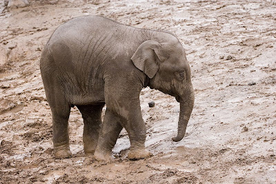 Cute Baby Asian Elephant Picture