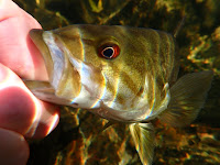 Potomac smallmouth bass taken with Olympus TG-6