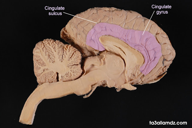 منطقة التلفيف الحزامي (Cingulate gyrus)