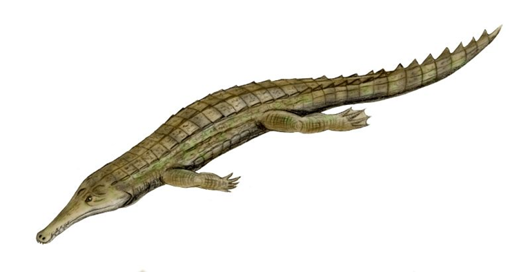 Elosuchus es un género extinto de crocodiliforme neosuquio que vivió durante el Cretácico Inferior de lo que ahora es el norte de África (Marruecos, Argelia y Níger). El género contiene dos especies, E. cherifiensis de Argelia y Marruecos, anteriormente descrita como una especie de Thoracosaurus por Lavocat,​ y E. felixi de Níger. El género ha sido reconocido como separado de Thoracosaurus por Broin en 2002,​ quien creó la familia Elosuchidae que también contiene al género Stolokrosuchus de Níger. ​Elosuchus tenía un hocico alargado como un gavial y era probablemente un animal completamente acuático.