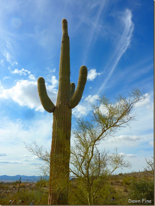 Desert museum_155