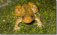 VUB NIGHT FROG- Nycyibatrachus vrijeuni