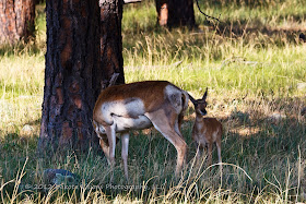 Young Antelope in Custer State Park in the Black Hills by Dakota Visions Photography LLC www.dakotavisions.com