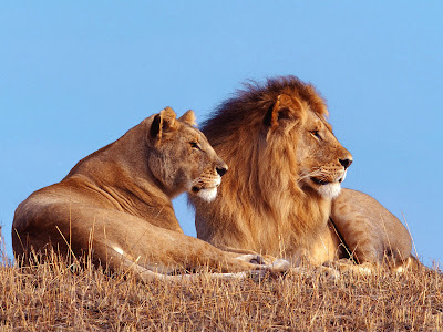 lion wallpaper. Female and male lion wallpaper