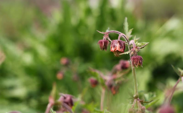 Geum Rivale Flowers Pictures