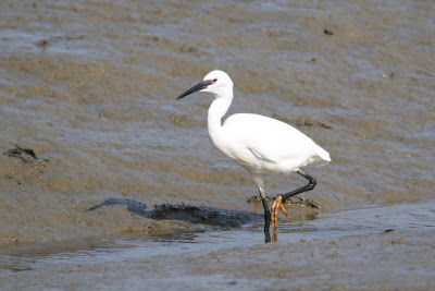 Lytse Wite Reager - Kleine Zilverreiger - Egretta garzetta