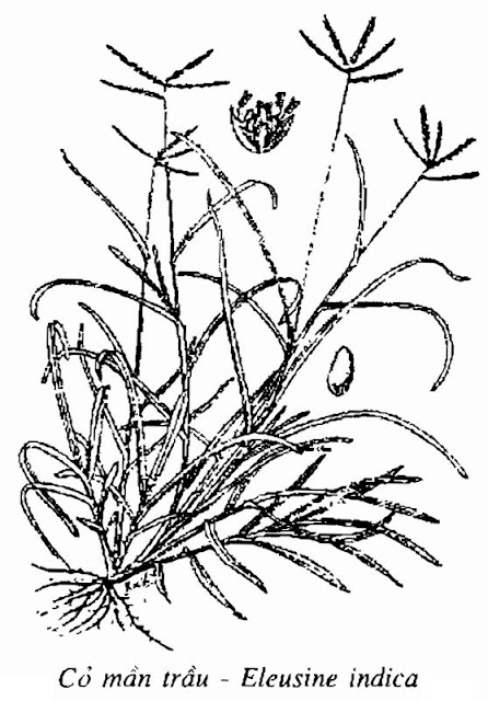 Hình vẽ Cỏ Mần Trầu - Eleusine indica - Nguyên liệu làm thuốc Chữa Cảm Sốt