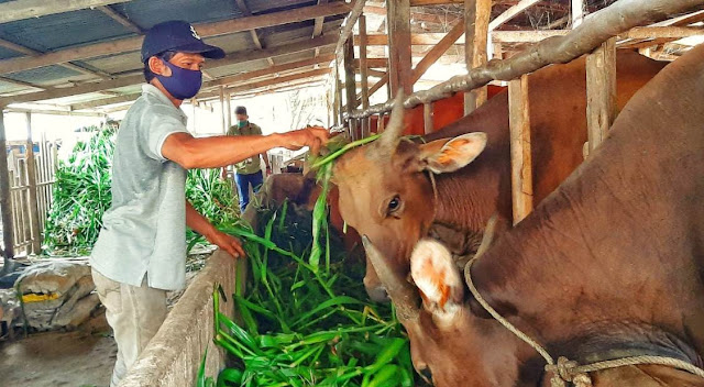 usaha ternak yang menjanjikan di masa depan