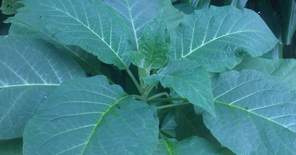 Manfaat Daun Kecubung