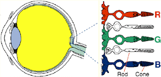 Bastones y conos en el ojo humano